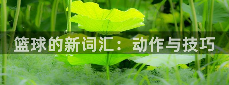 凯发官网下载招商电话号码是多少：篮球的新词汇：动作与技巧